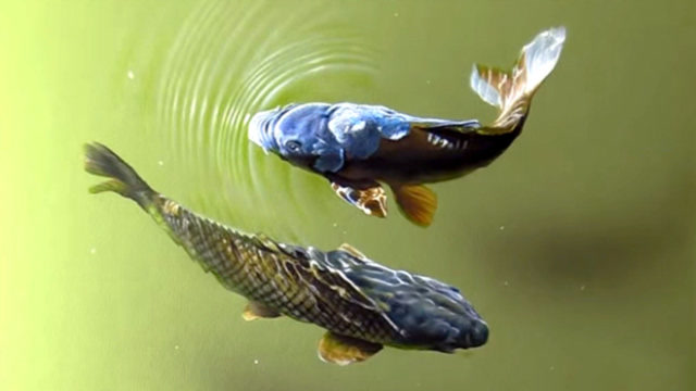 绘画:绘制两条在水里游的鱼,感觉鱼要游出来了