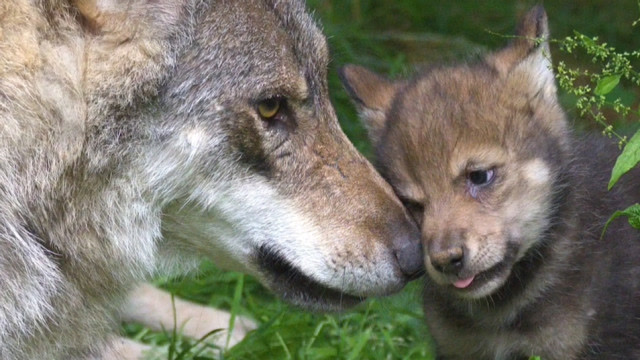 野生动物园喜迎小狼诞生!看到这一家狼居然觉得好可爱!