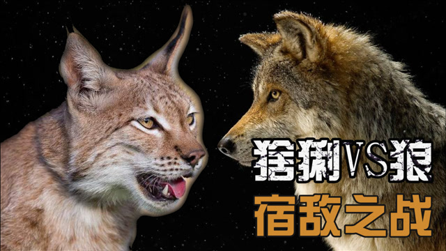 猞猁战斗力有多强狼看见都绕着走缩小版百兽之王