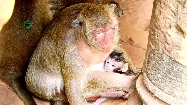 肥胖的母猴独眼猴奶水特别充足,因此小猴也特别健康