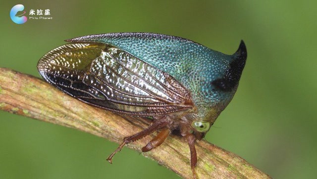 第7讲. 角蝉,模拟大师