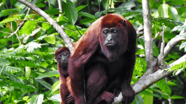 南美最大的猴子,红吼猴体长近一米,以声音闻名于雨林!
