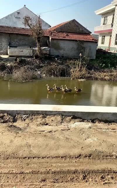 来看看这群可爱的小鸭子走路的姿势真的是太逗了