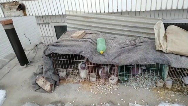 大冬天,我家在房顶上养鸽子,鸽子今天还下蛋了,怎么办呢?