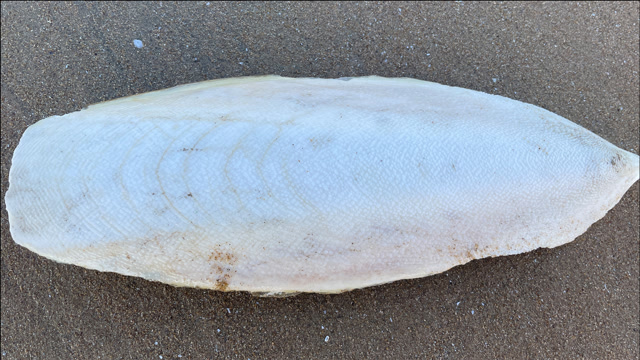 大海退潮后,大齐发现海猫子在吃螃蟹,还有比胳膊长的大墨鱼骨