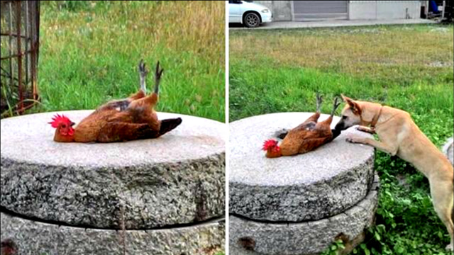 公鸡打鸣太敬业,一口气打到自己缺氧晕厥,差点就"撒手鸡寰"!