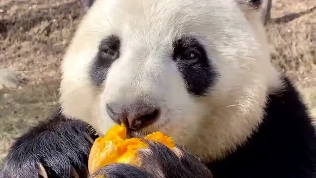 動物園裡的熊貓真逗,吃東西的樣子像小孩,好想領一隻回家收養它!