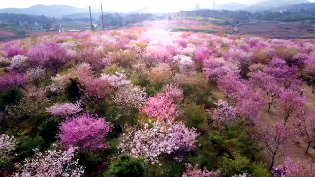 爱在山花烂漫时 (桂阳樱花园)