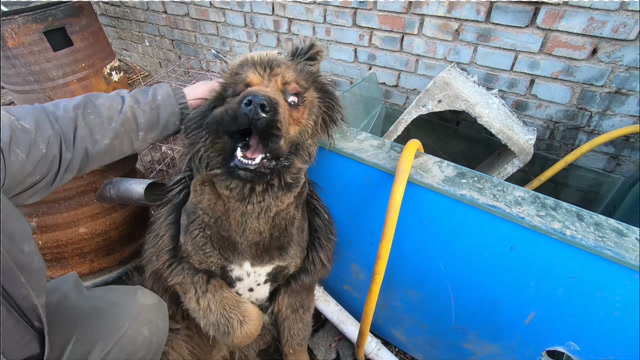 花猫为了一根鸡脖竟敢对我呲牙,藏獒护食多可怕呀,放黑豹