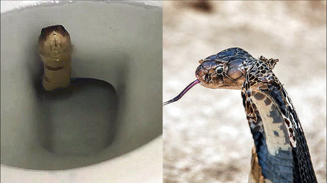 实拍:男子上厕所时马桶中钻出眼镜蛇 双方惊险对峙后男子趁机跑走