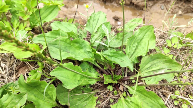 农村的田埂边上长了很多车前草,带把锄头,挖回家煮水喝
