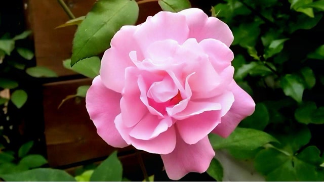 古老月季月月粉适合南方花园,落新妇人为春化后要试看效果