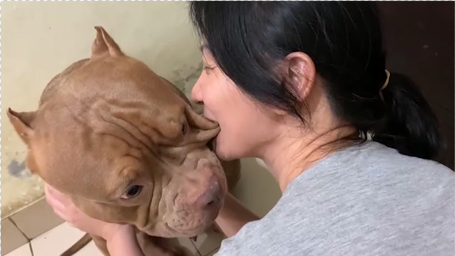 美女测试狗狗的忠诚度,直接咬在比特犬的脸上,狗狗的表现太暖心