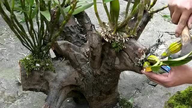 石斛是气生根植物,只能用石头培育起来,很多人都养不活的植物!