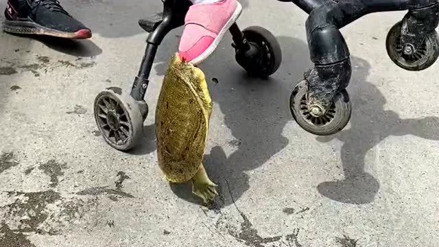 推着孩子去市场买菜,不知从哪跑出来一只甲鱼,咬着孩子脚不放了!
