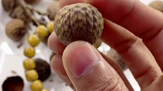 星月菩提果实遍布各个地区,为什么要选择海南料,密度高油性足!