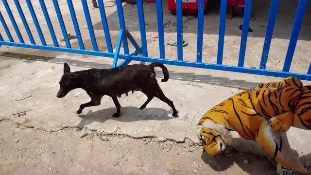 狗狗街头搞笑恶作剧系列五,狗狗被假老虎吓怕了,老远看到假老虎就躲