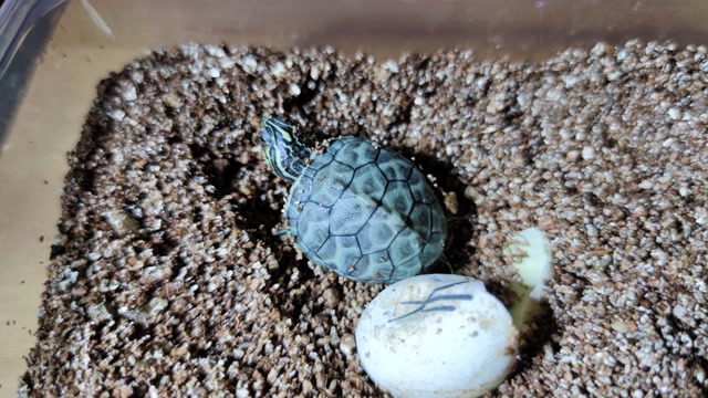 火焰龟蛋终于孵化出来了,快来和我一起体验孵化的乐趣吧!