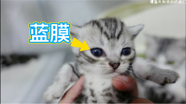 小奶猫眼里有蓝膜真的什么都看不到吗