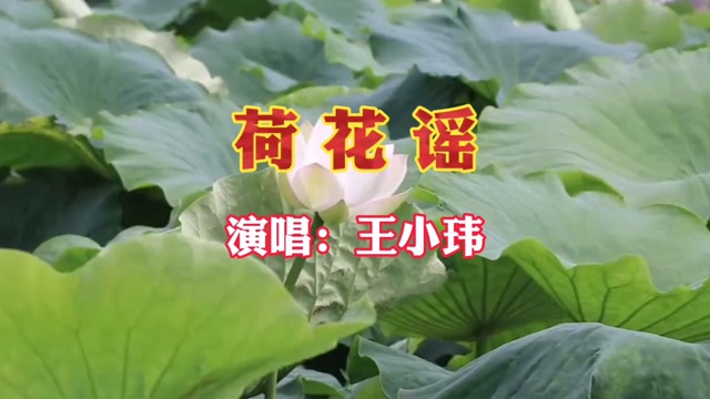 王小玮演唱荷花谣悠扬的旋律配轻柔细腻的歌喉唯美空灵