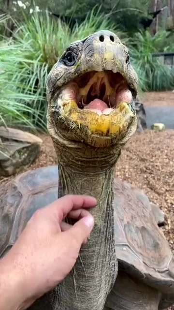乌龟脖子能伸这么长吗?简直不敢相信,还是第一次见到