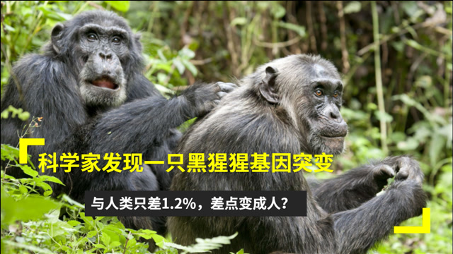 科学家发现一只黑猩猩基因突变,差点变成人,它们与人类只差1.2%