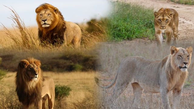 狮王看中花豹树上的猎物,上树容易下树难,狮子的表现太搞笑了