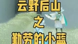 #光遇 小蓝怎么跑云野上班来了？#光遇日常 #光遇sky  #白鸟