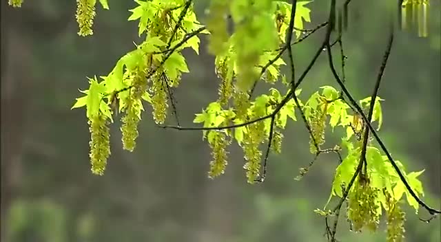 der letzte mohikaner