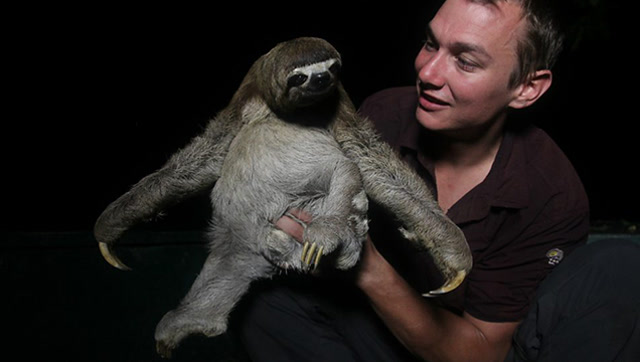 树懒被强行抱下树:快放开我!自以为是的人类!