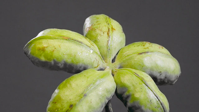 可乐的名字和独特的风味,来源神奇水果:可乐果