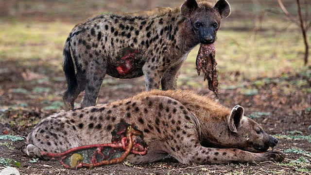 凶残狡猾的鬣狗因抢食起争执,将同伴脑袋残忍撕裂