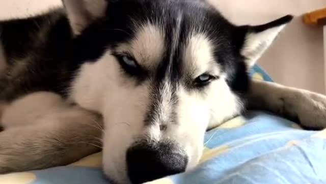 网红哈士奇"普拉达"自从出名后就太懒了,都睡成猪了!