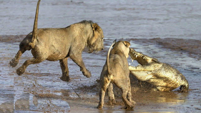 鳄鱼突袭偷食 雄狮狂怒霸气咆哮太恐怖