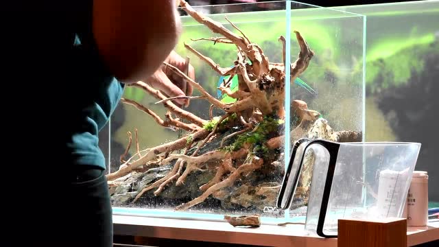 用杜鹃根造景 鱼缸布景过程