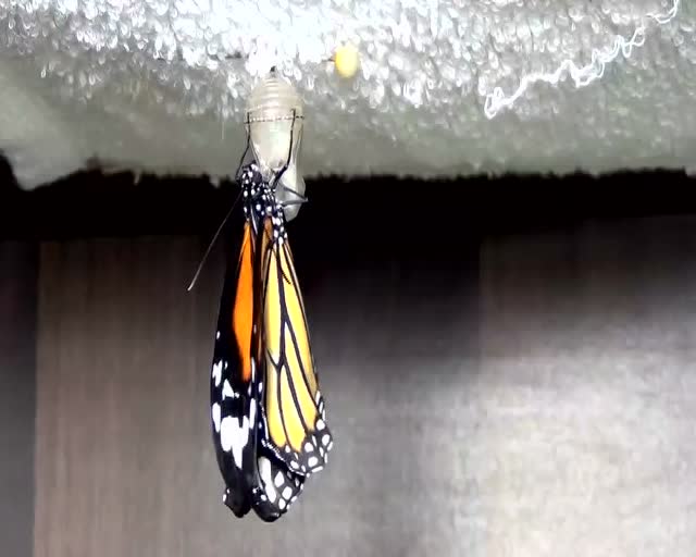 蝴蝶羽化瞬间 腾讯视频