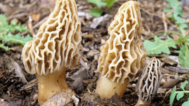 野外寻药蘑菇|据说干的要1000多1斤