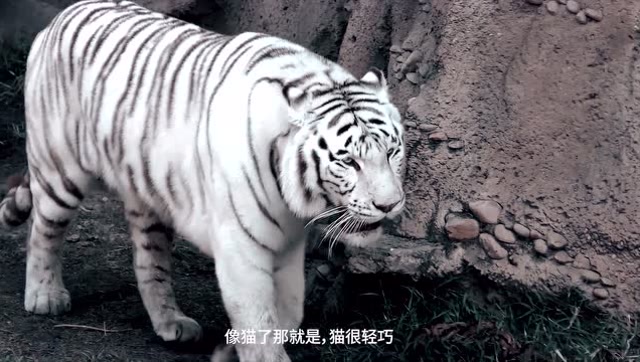 有趣丨画虎——朱伯华:中国写意墨虎第一人