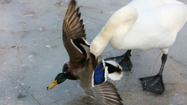 公鹅欺负一只母鸭,公鸭追上公鹅就开干,太凶猛了