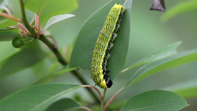 小黑斑凤蝶幼虫取食