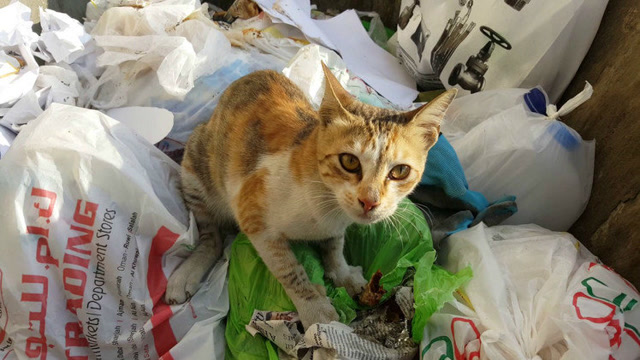 生活在垃圾桶里的小流浪猫 可怜的小家伙别乱吃 吃坏肚子怎么办