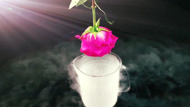 一朵玫瑰放入液氮中会发生什么?