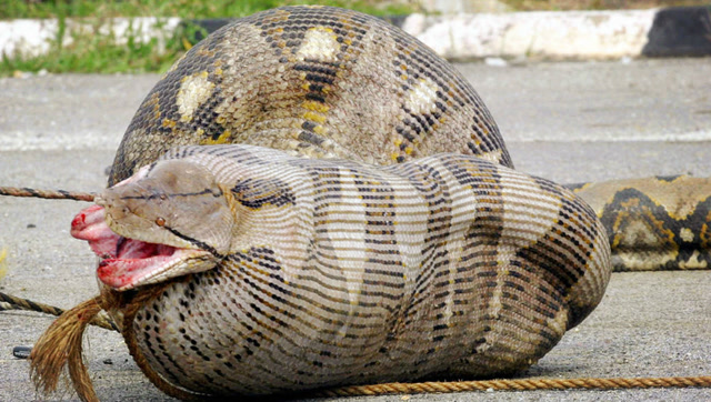 为何蛇能一口吞下体型庞大的大象?看完我被吓到了