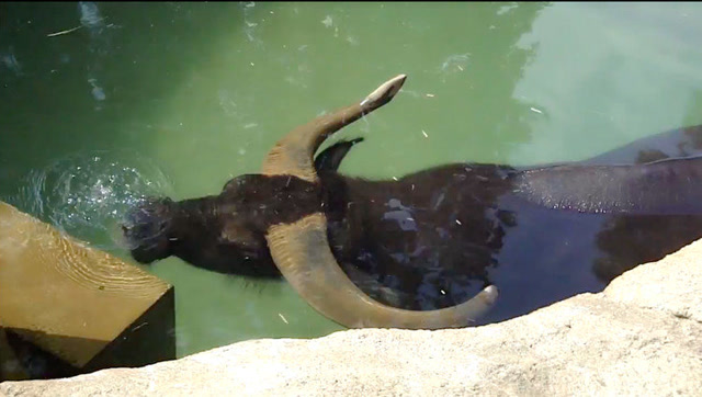 这才是正宗的潜水老水牛,好厉害的样子