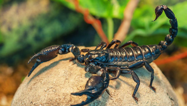 动物界最猛老鼠!剧毒眼镜蛇和蝎子遇上它,只有死路一条