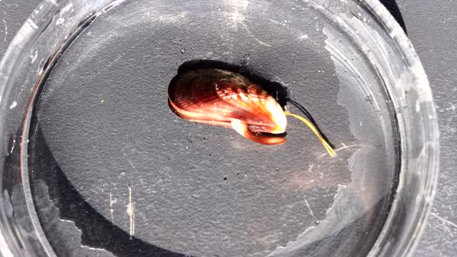 条纹隔贻贝伸足寻找附着点