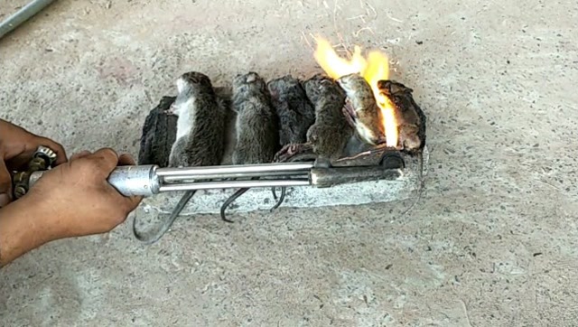 油炸老鼠不敢吃?看柬埔寨大叔这样油爆田鼠,吃得骨头都不剩!