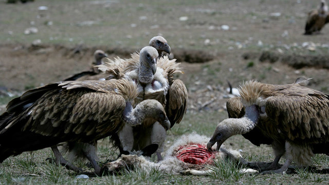 秃鹫掠食全过程,吃得最后只剩一堆骨头了!