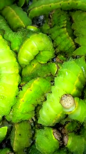 东北大绿蚕,你吃过吗?