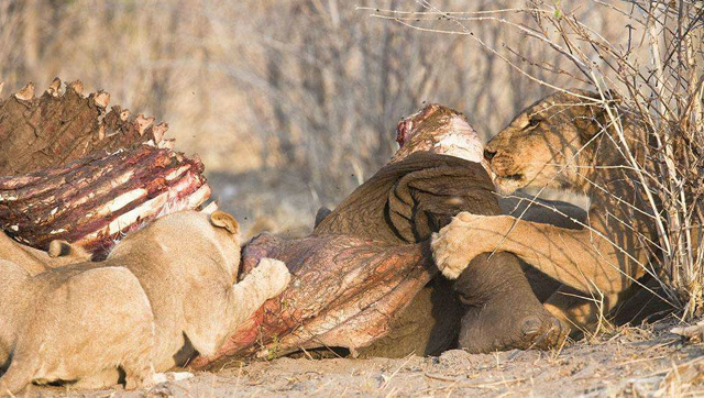 狮子啃杀象宝宝!大象直接一鼻子送"上西天",狮子死的真冤